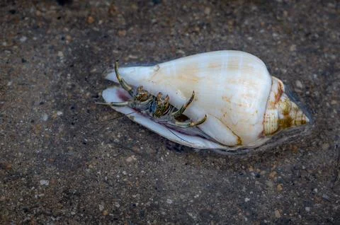 Hermit crab looking out from a shell, Mauritius Photos