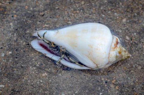 Hermit crab looking out from a shell, Mauritius Stock Photos
