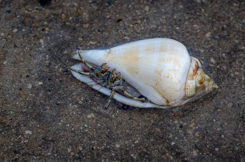 Hermit crab looking out from a shell, Mauritius Stock-Fotos