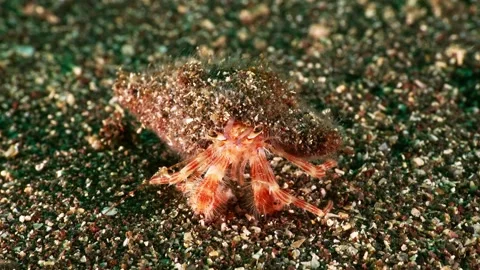Hermit crab macro front view 4k Vídeos de archivo 336839909
