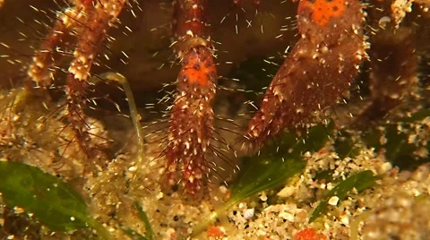 Hermit Crab Macro Shot Stock Footage 42117495