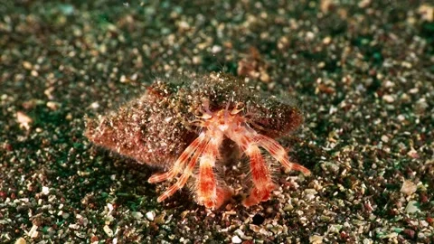 Hermit crab macro walking sandy 4K Stock Footage 336839919