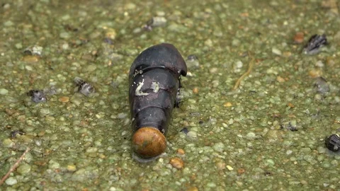 Hermit crab, Malaysia 動画素材 129530801