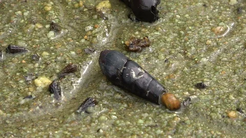 Hermit crab, Malaysia 库存影片 129530809