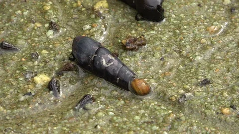 Hermit crab, Malaysia Vídeos de archivo 129530812