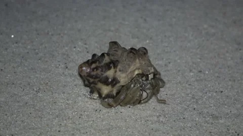 Hermit Crab, Malaysia Video stock 180927562