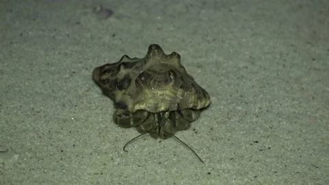 Hermit Crab, Malaysia Stock Footage 180927927