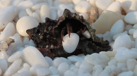 Hermit crab with marble rock, Pagurus bernhardus Stock-Footage 30672019