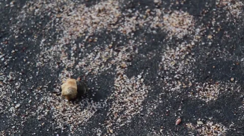 Hermit crab on the move Stock Footage 27644087
