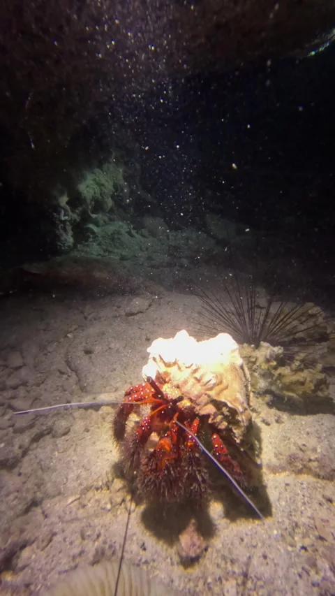 A hermit crab moving across the sandy seabed Stock Footage 304566401
