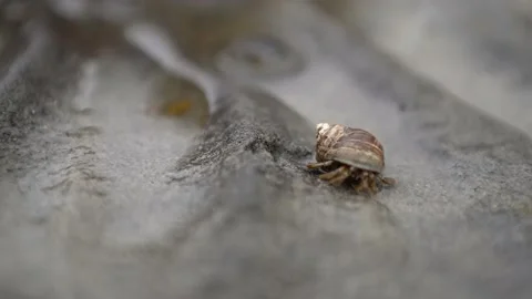 Hermit crab moving along the ocean beach Stock Footage 222718355
