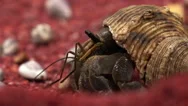 Hermit Crab Moving On The Red Coral Sand. Stock Footage