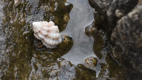 Hermit crab in muricid shell on a cliff Stock Footage 287609708