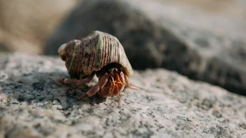 Hermit crab navigating rocky beach, showcasing delicate locomotion through Stock Footage 317109315