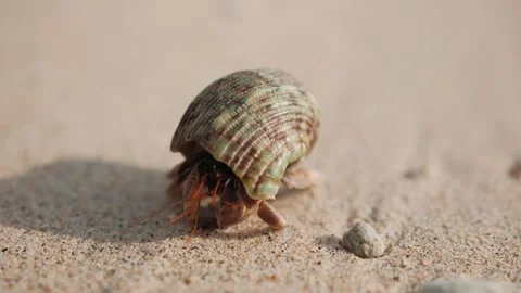 Hermit crab navigating sandy coastline, searching for new shell home in natural Stock Footage 317108707