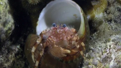 Hermit crab in the night Video stock 78209701