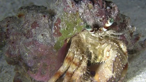 Hermit crab in the night Video stock 78210143
