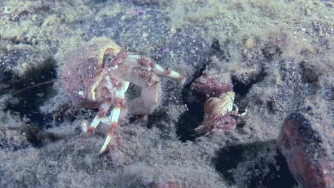 Hermit Crab In The Ocean Moving On The Ground Looking For Food Video stock 321597417