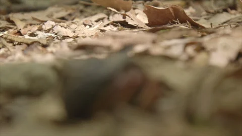 Hermit Crab Opens Up, Walks Across Leaved Floor of Forest 스톡 동영상 123666845