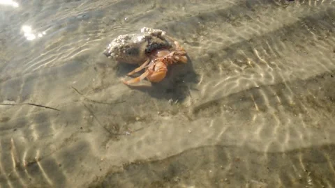 Hermit crab or crab in surf on beach Vidéo 159759003