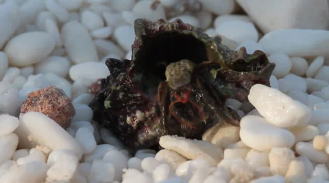 Hermit crab, Pagurus bernhardus Stock Footage 30665956