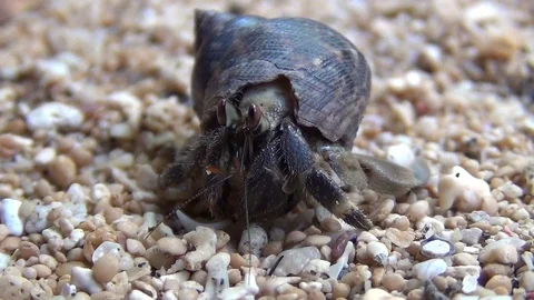 Hermit crab on the pebble beach Stockbeeldmateriaal 102904183