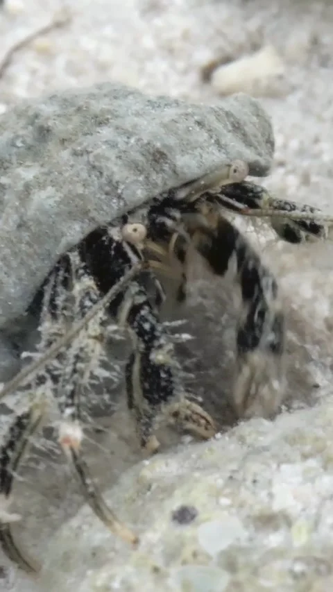 Hermit Crab Peeks From Shell in the Philippines' Underwater World Stock Footage 327015344