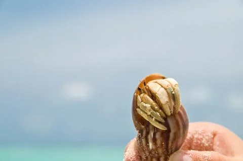 Hermit crab 스톡 사진