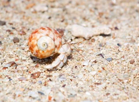 Hermit crab Stock Photos
