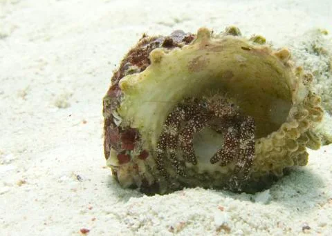 Hermit Crab Stock Photos