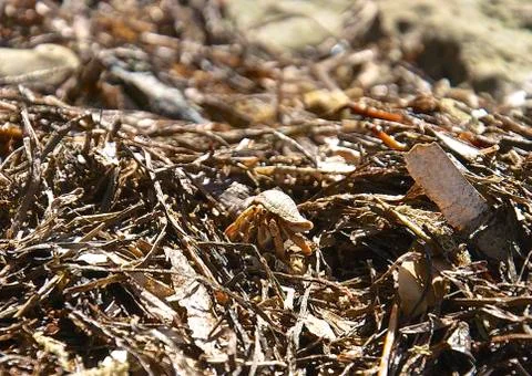 Hermit Crab Foto stock