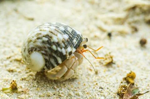 Hermit crab Stock Photos