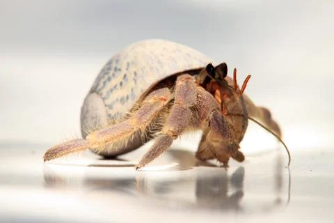 Hermit crab Stock Photos