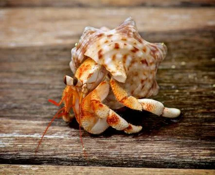 Hermit Crab Stock Photos