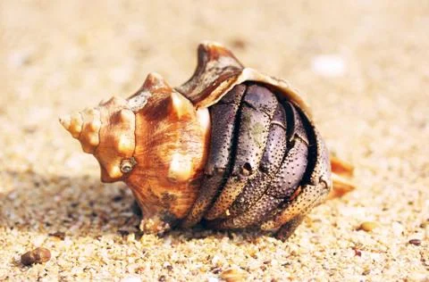 Hermit Crab Stock Photos