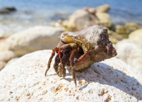 Hermit crab Stock Photos