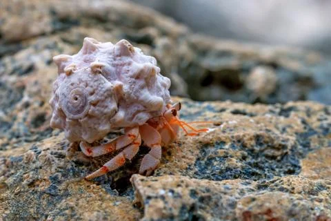 Hermit crab Foto stock