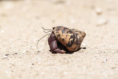 Hermit crab Stock Photos