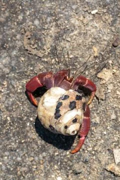 Hermit crab Stock Photos