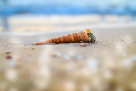 Hermit crab Stock Photos