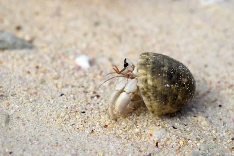 Hermit crab Stock Photos