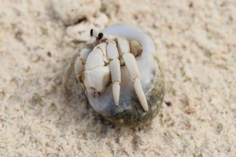 Hermit Crab Stock Photos