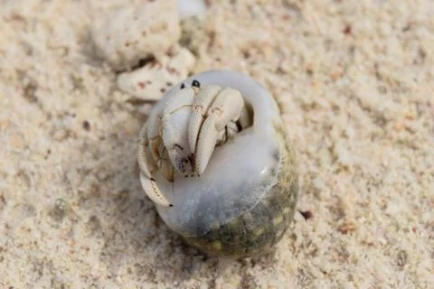 Hermit Crab Stock Photos