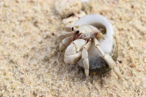 Hermit Crab Stock Photos
