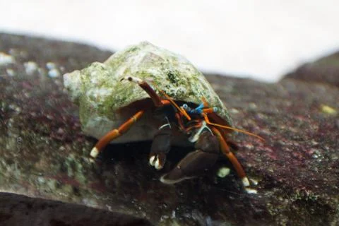 Hermit crab Stock Photos