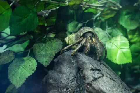 Hermit Crab Stock Photos