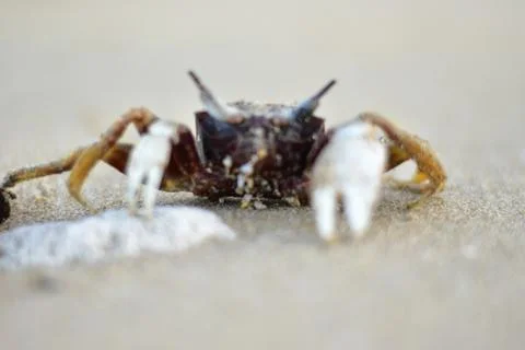 Hermit crab 库存照片