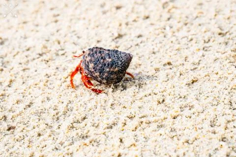 Hermit crab Stock Photos