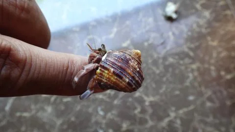 Hermit Crab Stock Photos