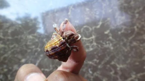 Hermit Crab Stock Photos